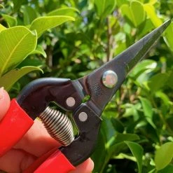 Gifts Long Nose Snips