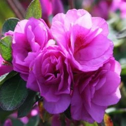 Shrubs Azalea Indica Happy Days