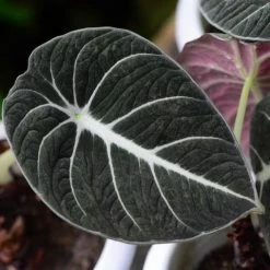 Indoor Garden Alocasia Reginula 'Black Velvet' - 85mm