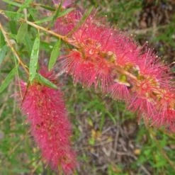 Shrubs Callistemon Candy Pink Bottlebrush Box