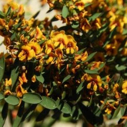 Shrubs Eutaxia Obovata