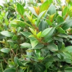Hedge Shrubs Syzygium Australe 'Tiny Trev' Dwarf Lilly Pilly