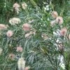 Shrubs Callistemon Injune Pink