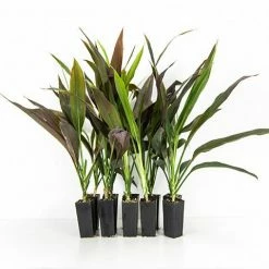 Shrubs Full Sun Cordyline Fruticosa 'Negra'