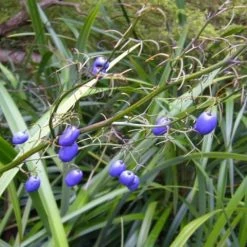 Shrubs Dianella Caerulea