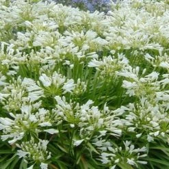 Shrubs Border Plants Agapanthus Africanus Snowball Plant Pack