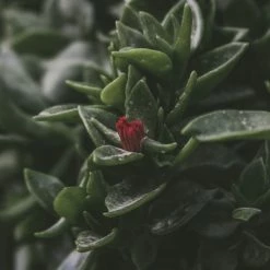 Succulents Aptenia Cordifolia Full Sun