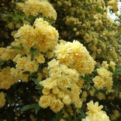 Shrubs Full Sun Rosa Banksiae Lutea