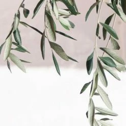 Shrubs Helena Heritage Olive Tree 11 Shrubs Helena Heritage Olive Tree