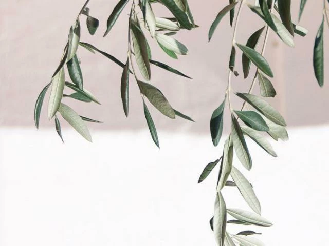 Shrubs Helena Heritage Olive Tree 6 Shrubs Helena Heritage Olive Tree