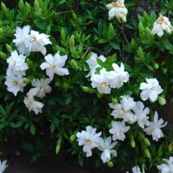 Shrubs Gardenia Augusta Radicans Low-Growing Plant Pack