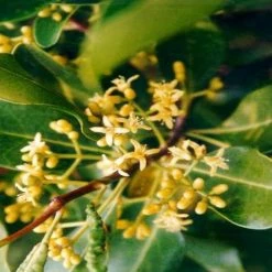 Shrubs Acronychia Imperforata Vista S