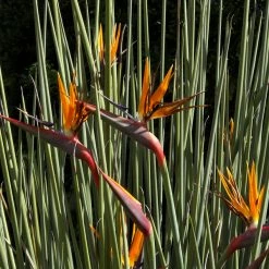 Shrubs Strelitzia Juncea