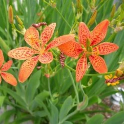 Shrubs Full Sun Iris Domestica 'Leopard Lily'