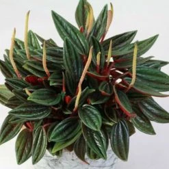 Indoor Garden Full Sun Peperomia Caperata Rosso