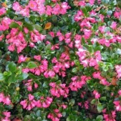 Shrubs Escallonia Macrantha Pink Pixi
