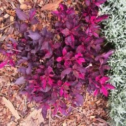 Shrubs Alternanthera Dentata 'Firebug'
