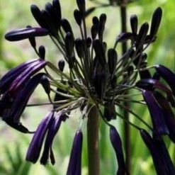 Shrubs Agapanthus Orientalis Black Magic Border Plants