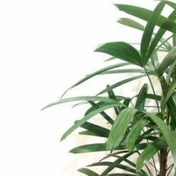 Shrubs Rhapis Excelsa