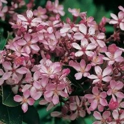 Hedge Rhaphiolepis Springtime Shrubs