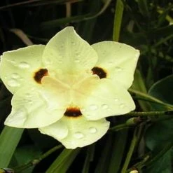 Shrubs Dietes Bicolor