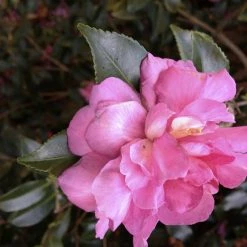 Shrubs Camellia Sasanqua Sparkling Burgundy