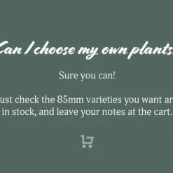 Indoor Garden Plant Packs Mr Kitly 3 Plants & 3 Pots - 250mm