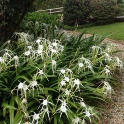 Shrubs Hymenocallis Littoralis 12 Shrubs Hymenocallis Littoralis