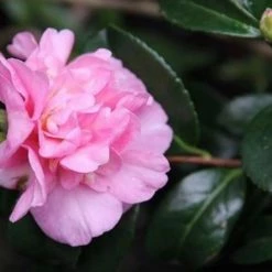 Hedge Camellia Sasanqua 'Jennifer Susan' (pink Blooms) Shrubs