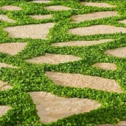 Shrubs Ground Covers Dichondra Repens