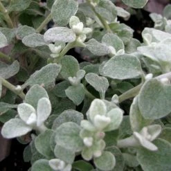 Shrubs Helichrysum Petiolare