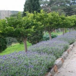 Shrubs Lavender Avonview