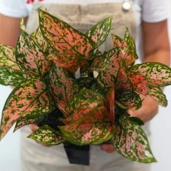 Indoor Garden Easy Care Plants Aglaonema Commutatum