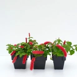 Shrubs Acalypha Reptans Stephie - 85mm