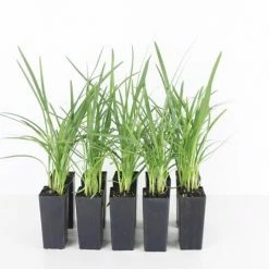 Shrubs Border Plants Agapanthus Baby Blue