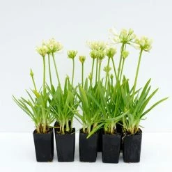 Shrubs Agapanthus 'Double Diamond'