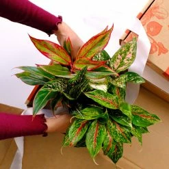 Indoor Garden Aglaonema Mixed Box - The Chinese Evergreen Box