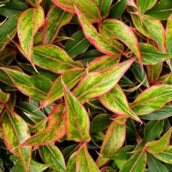 Indoor Garden Aglaonema Siam Aurora