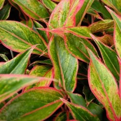 Indoor Garden Aglaonema Siam Aurora