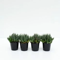 Succulents Pool Friendly Plants Aloe Aristata