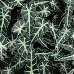 Indoor Garden Alocasia Lowii 'Bebe'/'Bambino'
