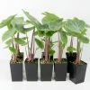 Indoor Garden Alocasia Ivory Coast