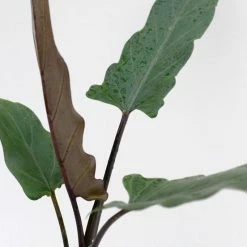 Indoor Garden Alocasia Lauterbachiana
