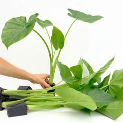 Indoor Garden Alocasia Macrorrhiza Portadora Alocasias
