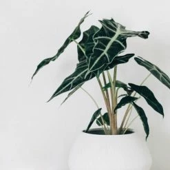 Indoor Garden Alocasias Alocasia Lowii 'Polly Amazonica'