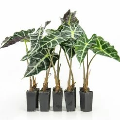 Indoor Garden Alocasias Alocasia Lowii 'Polly Amazonica'