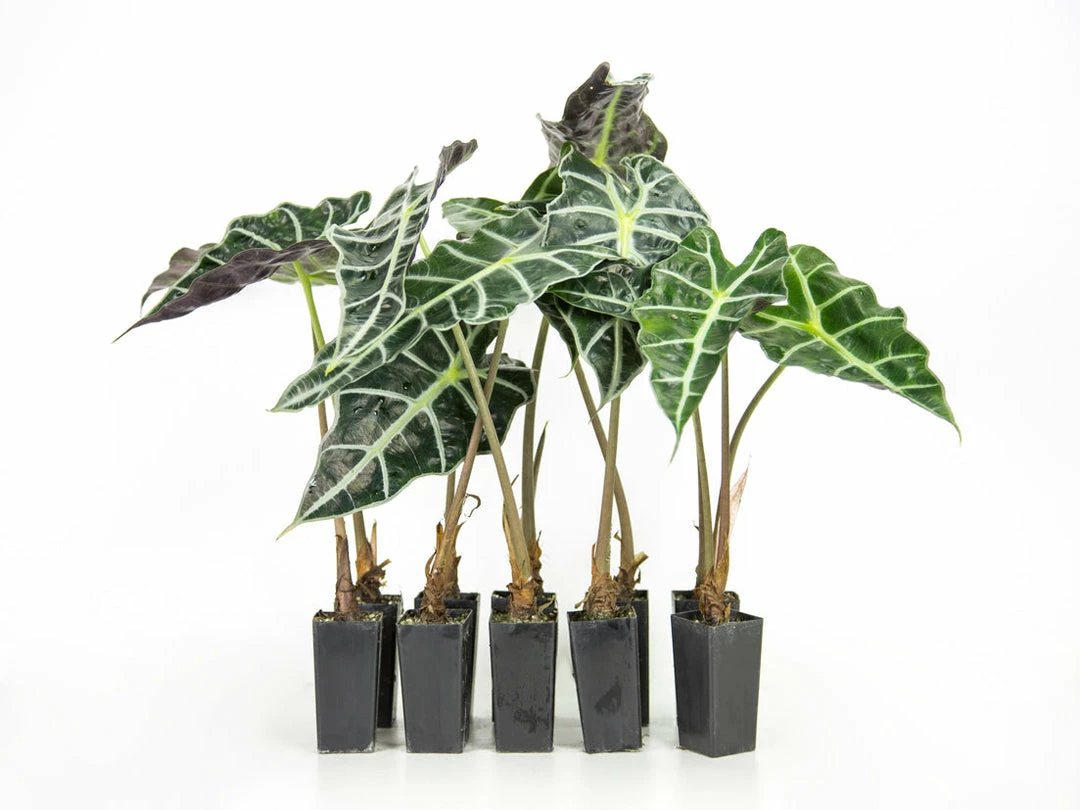 Indoor Garden Alocasias Alocasia Lowii 'Polly Amazonica' 3 Indoor Garden Alocasias Alocasia Lowii 'Polly Amazonica'