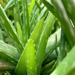 Succulents Aloe Vera Border Plants