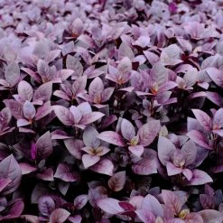 Ozbreed Shrubs Alternanthera Dentata Little Ruby™