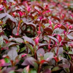 Shrubs Alternanthera Amoena 'Purple Splash'